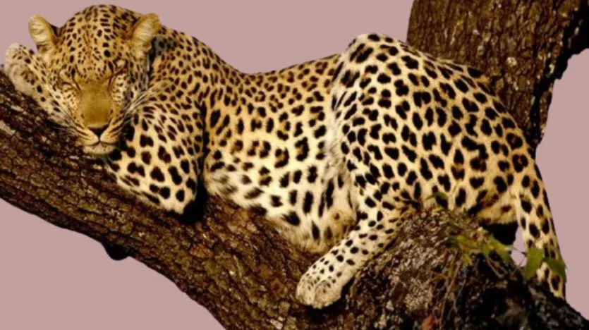 Leopardo durmiendo